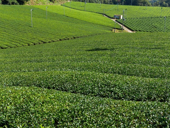 Farm for Sale
